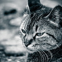 体調が悪そうな顔で睨む猫、グレーのぶち模様の写真