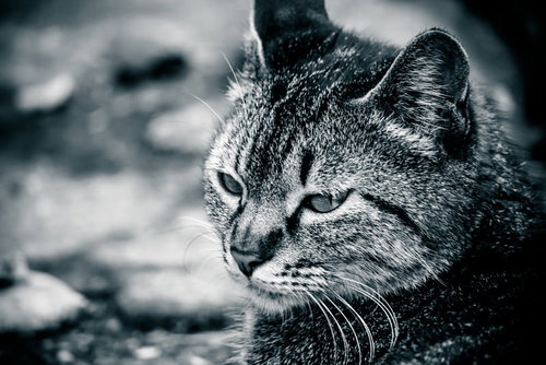 体調が悪そうな顔で睨む猫、グレーのぶち模様