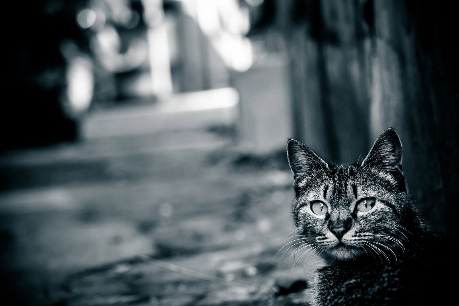 暗い路地で前方を見つめる猫のクローズアップ