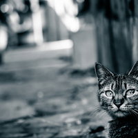 異世界への案内人、猫のまなざし～暗い路地の不気味な瞳の写真