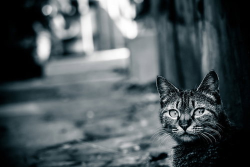 異世界への案内人、猫のまなざし～暗い路地の不気味な瞳