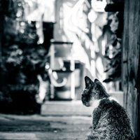 路地裏で振り返る猫の後ろ姿（モノクロ写真）の写真