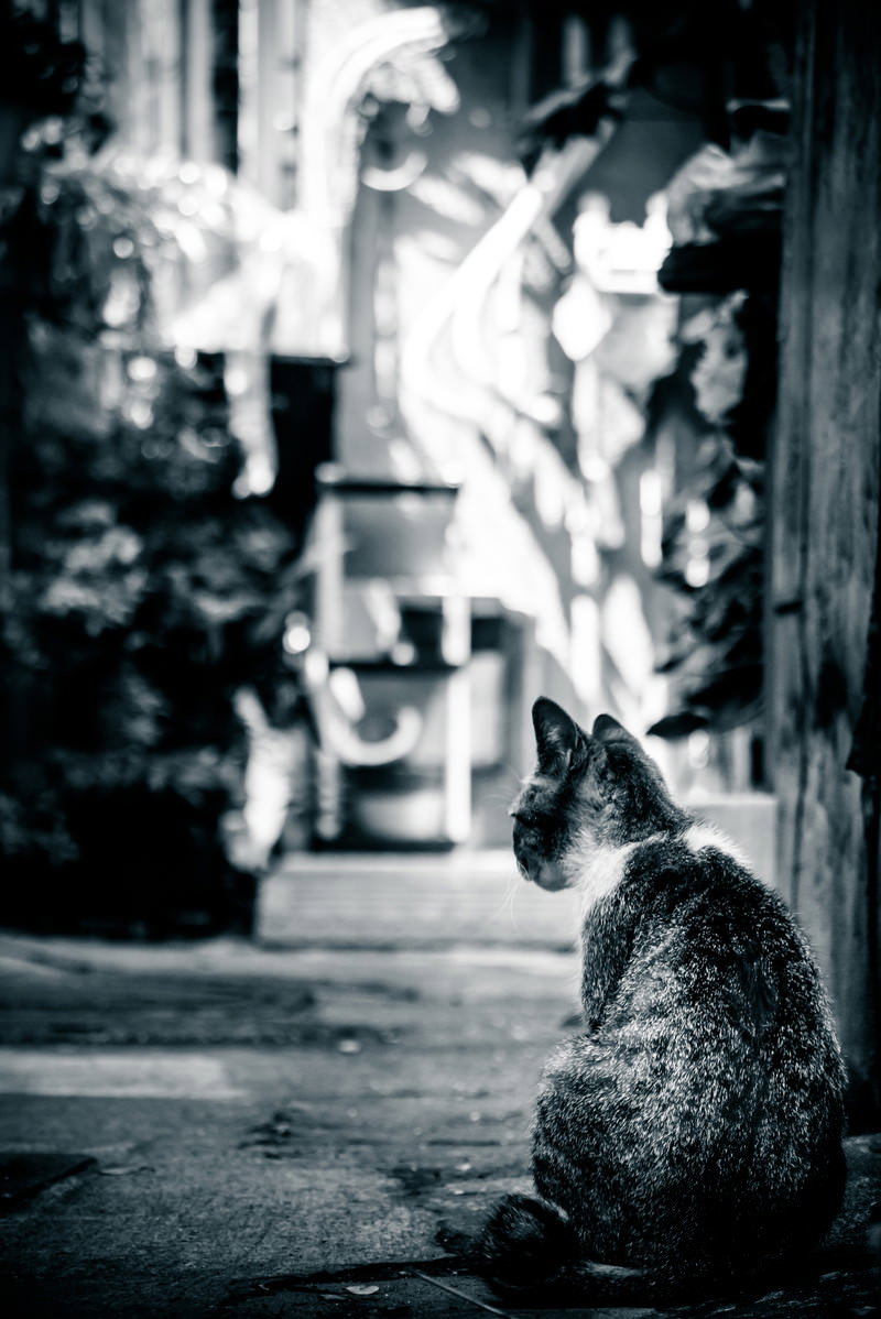 モノクロの古い路地裏に座り、振り返って看こちらを見つめるグレーの猫