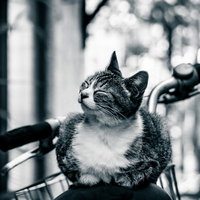 自転車の荷台に座る幸せそうな表情のキジトラ白の猫の写真