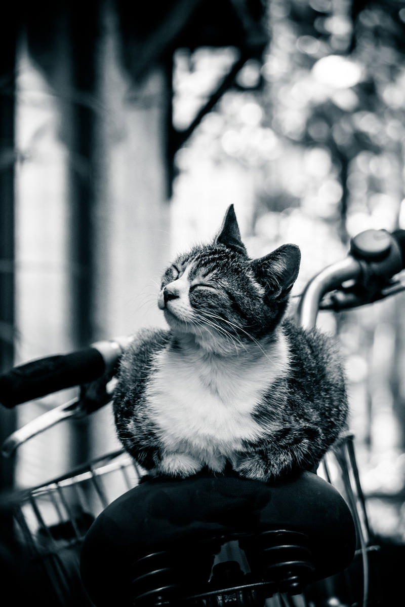 自転車の荷台に座り、上を向いているキジトラ白の猫