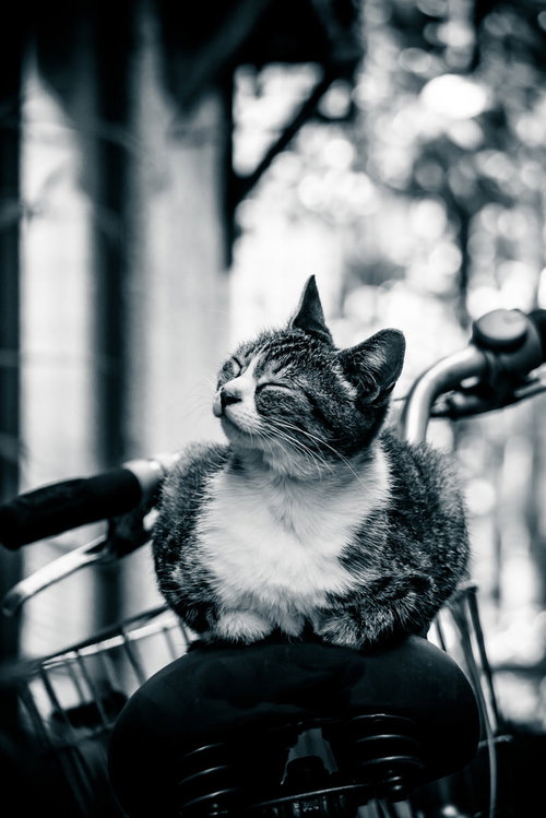 自転車の荷台に座る幸せそうな表情のキジトラ白の猫