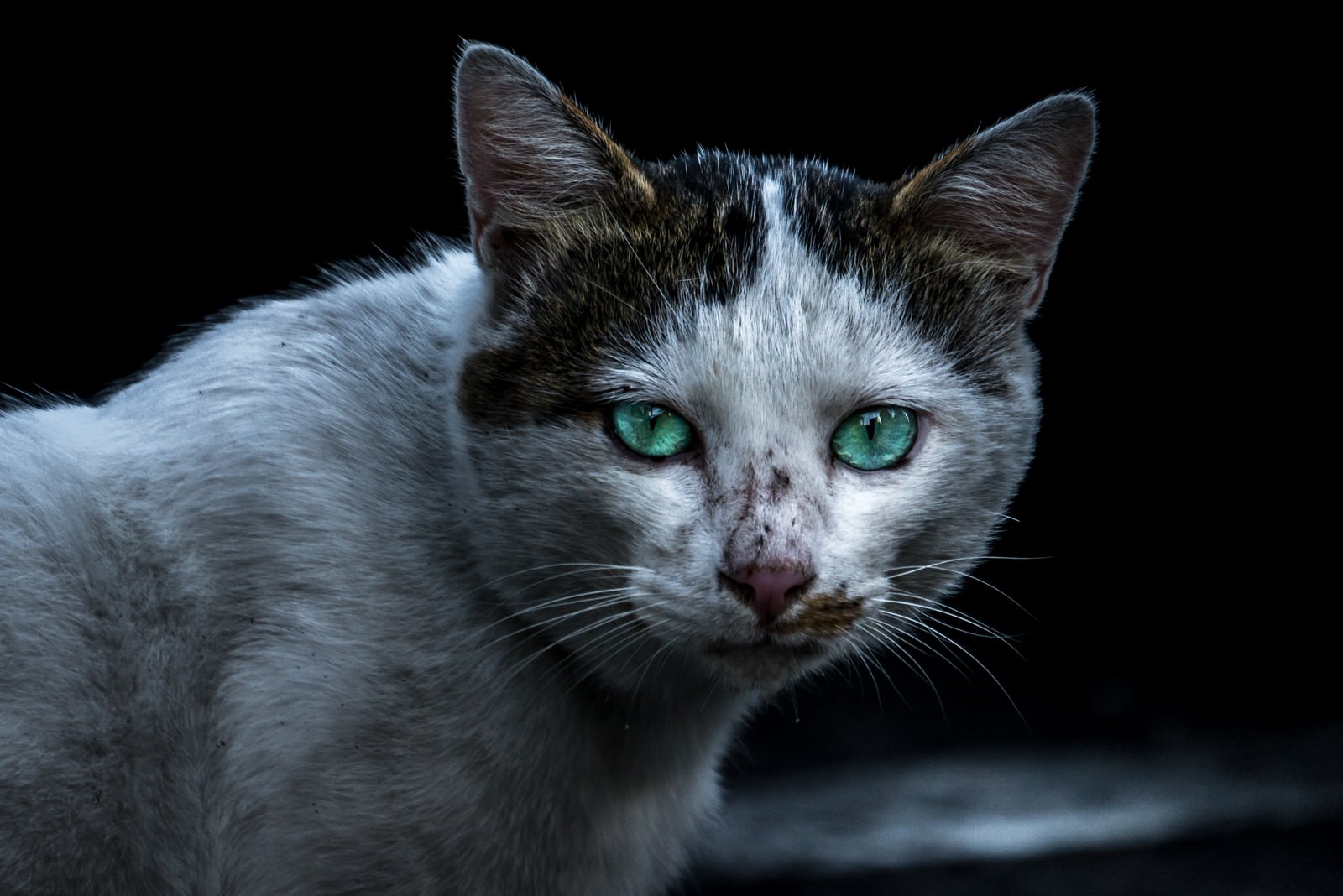 黒背景の前で睨みつける白黒模様の猫