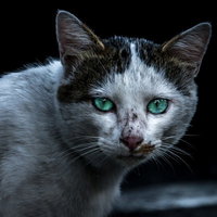 喧嘩後に睨む猫さんの写真