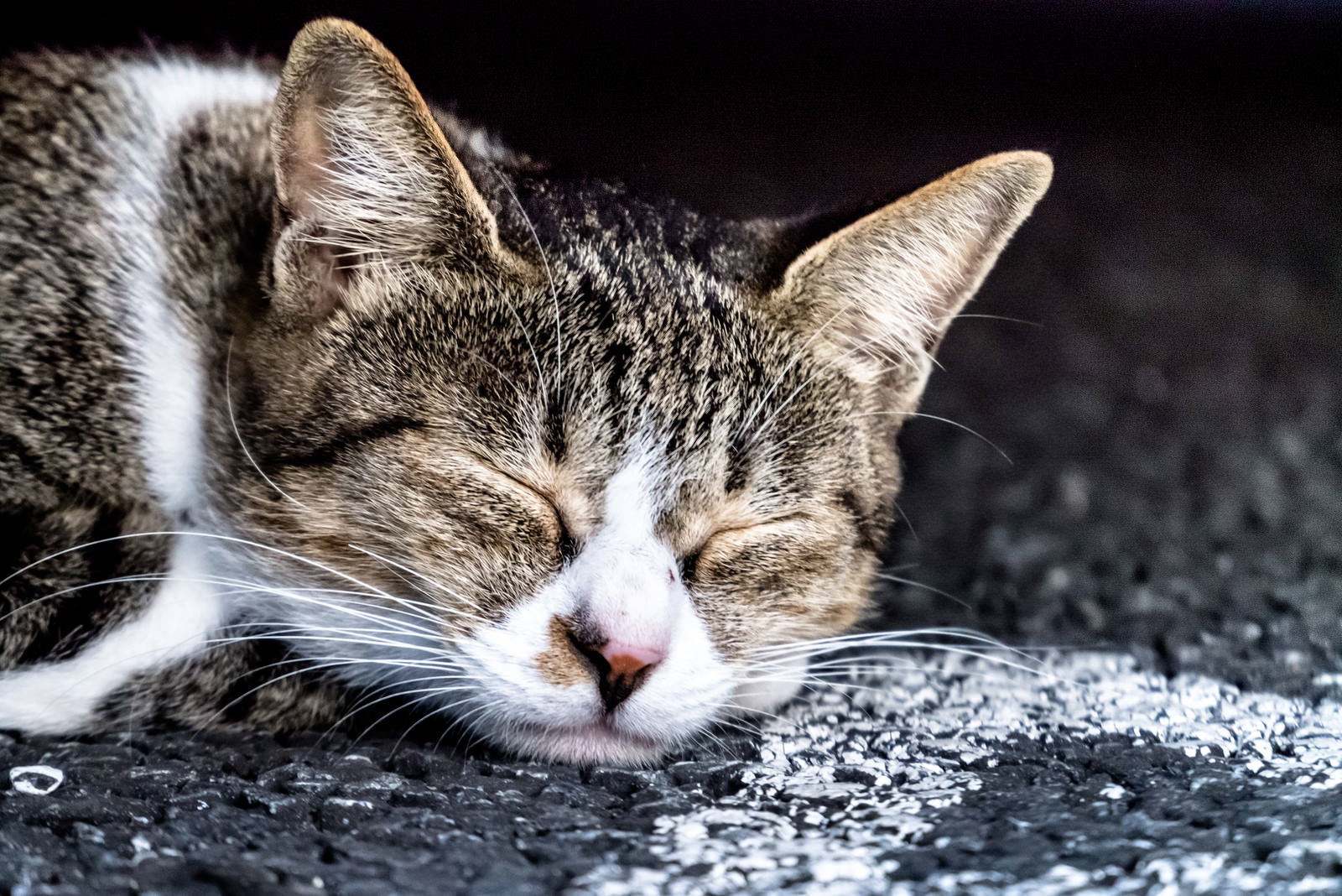 路上で目を閉じて寝ているキジトラ白の猫のアップ