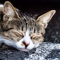 路上で爆睡するキジトラ白の野良猫の寝姿の写真