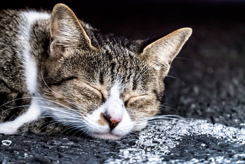 Cat Fast Asleep on the Street