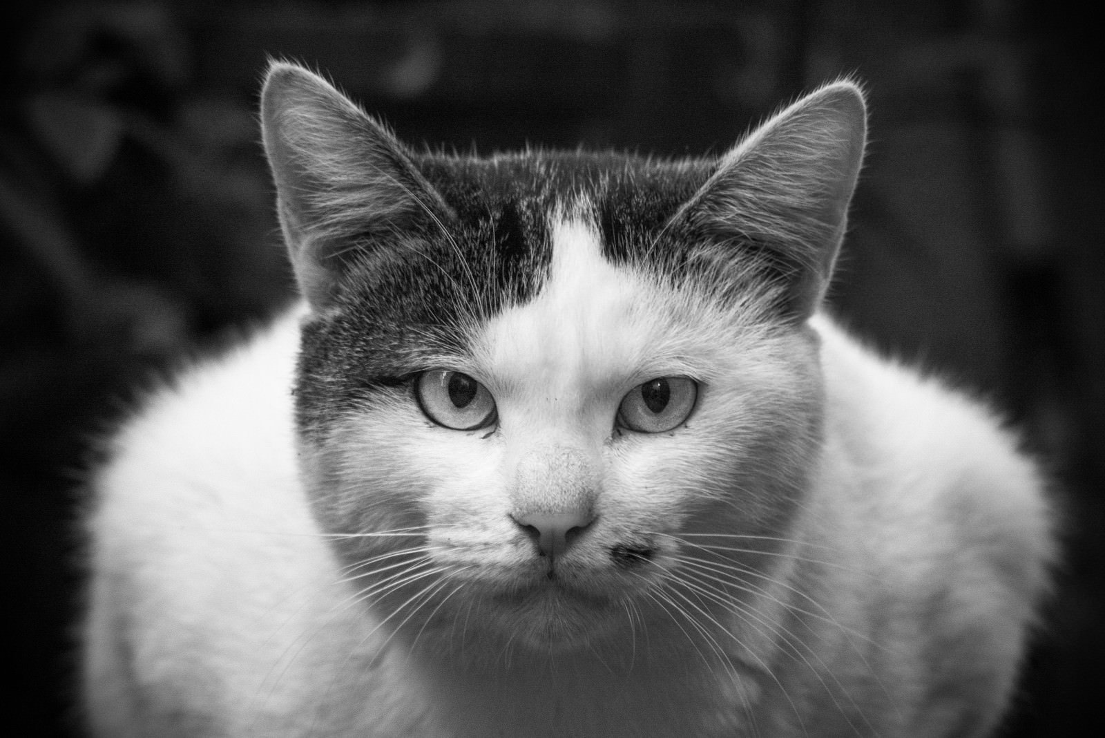 面接官のような厳しい表情で見つめる白黒の猫の顔アップ