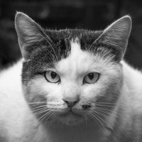 こういう商社マンいる。面接官の顔で見つめる猫の写真