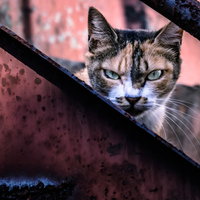 錆びた金属に身を隠しながら威嚇する野良猫の写真