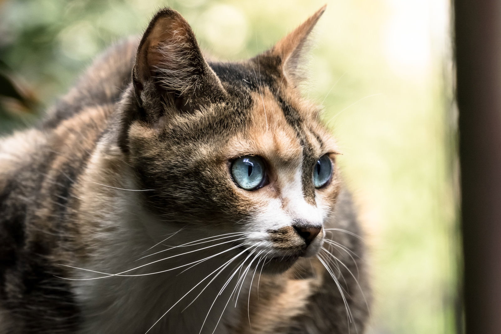 屋外で横を向いている青い目のキジトラ猫の顔をアップで撮影した写真