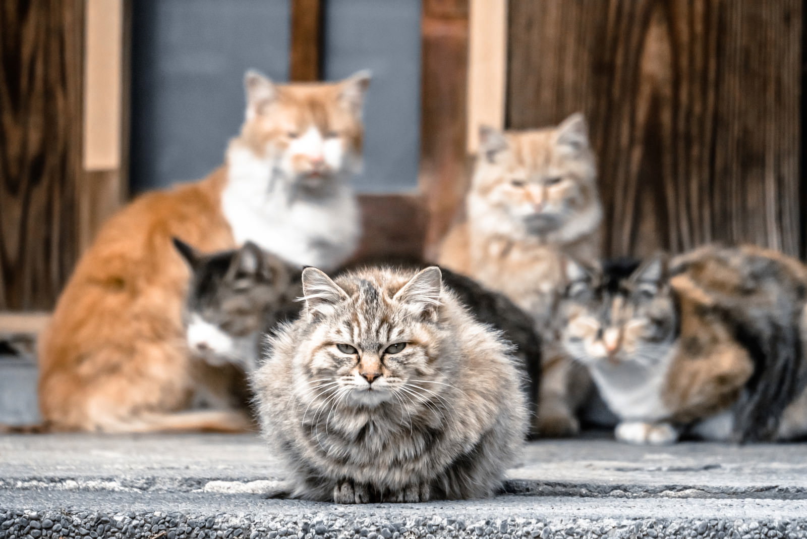 路上に集まる複数の猫。手前の太った茶トラ猫が不機嫌そうに見ている
