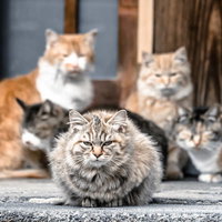 三代目ネコ・ソウル・ブラザーズ、路上で集結の写真