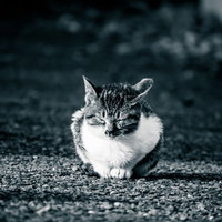 舗装路の上でひなたぼっこする白黒の子猫がお座りしている様子の写真