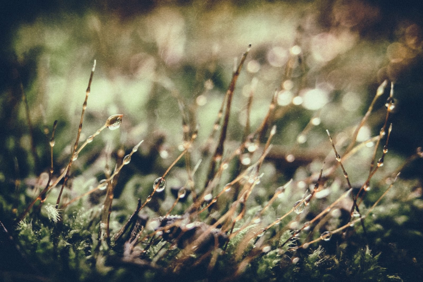 朝露で濡れた草の茎に付いた水滴がぶら下がり、背景がぼけている