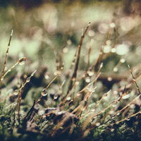 朝露に濡れた草花の水滴の写真