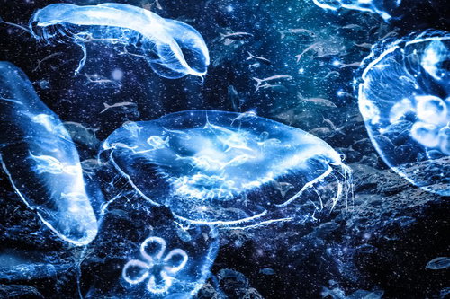青い光に浮かぶミズクラゲのフォトモンタージュ