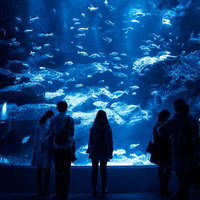 巨大な水槽で泳ぐ魚群を見つめる来場者たちの姿の写真