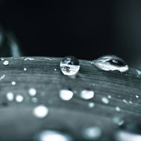 葉についた水滴とマクロ撮影の写真