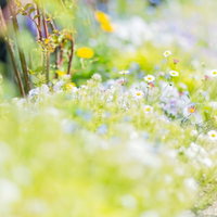 道の両脇から溢れ出すように咲く色とりどりの草花の小道の写真