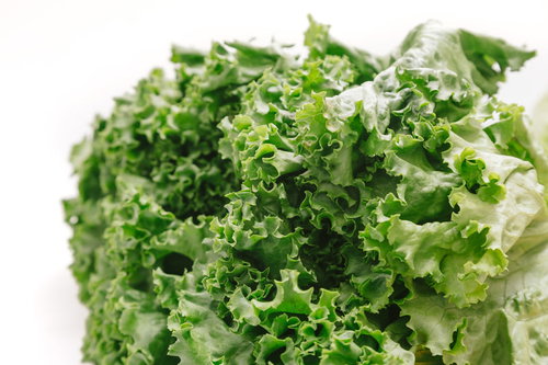 みずみずしいリーフレタスの葉 新鮮な葉物野菜