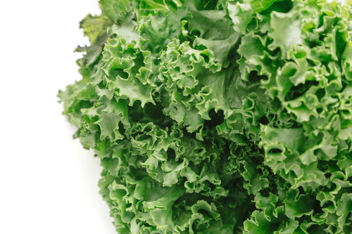 福岡県大刀洗産の採れたばかりのリーフレタスの葉物野菜