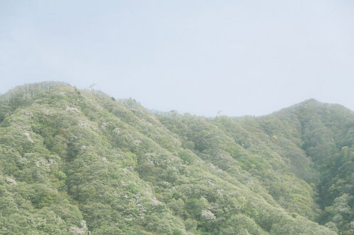 霧に包まれた春の山々を望む新緑の斜面