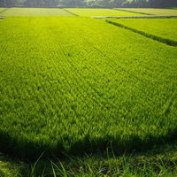 朝の光が差し込む緑の稲田と山並みの写真