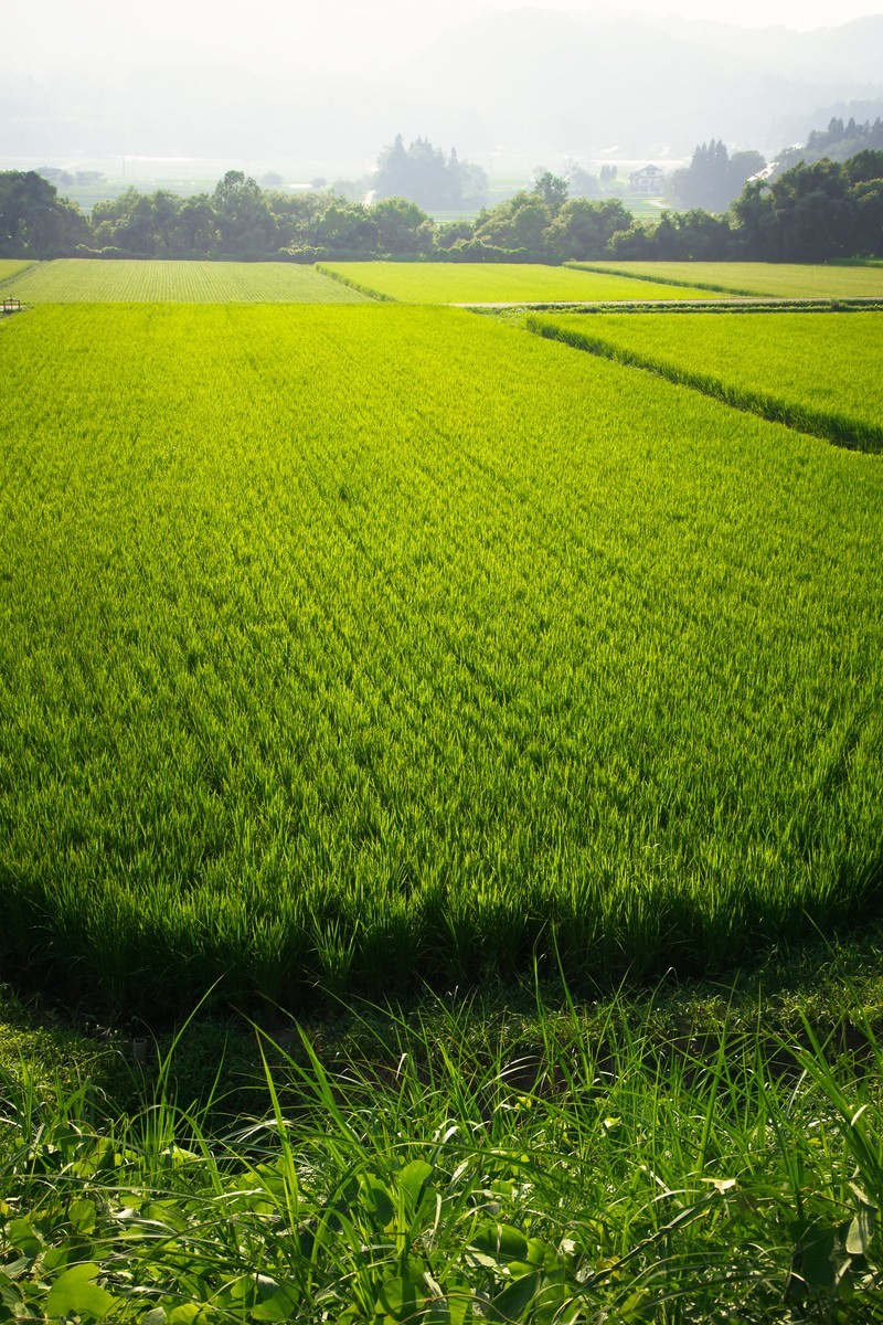 緑の稲が密集する田んぼが広がり遠くに霧がかった山並みが見える田園風景