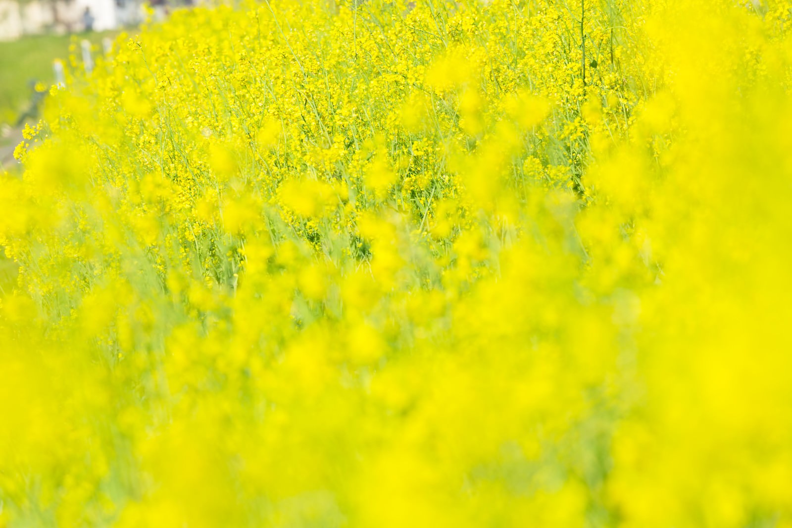 黄色い菜の花が密集して咲く花畑を低い位置から手前をぼかして撮影している