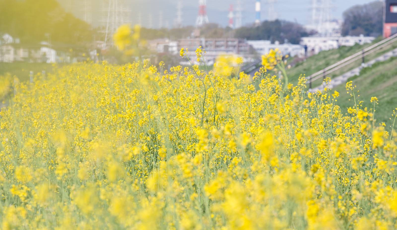河川敷に群生する黄色い菜の花が満開に咲いている