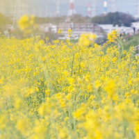 河川敷に満開に咲く菜の花の写真
