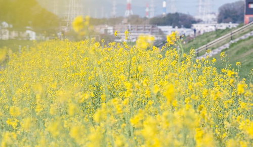 Canola Flowers on the Riverbank