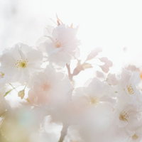 白い桜、春の訪れ - 薄紅色の花弁が咲く春の季節の写真
