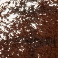 【注意】おびただしい数のおたまじゃくしが密集の写真