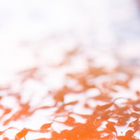 エゾアカガエルのおたまじゃくしが集団で群がる様子の写真