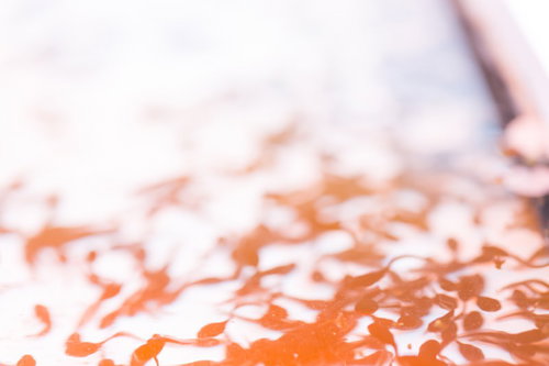 エゾアカガエルのおたまじゃくしが集団で群がる様子