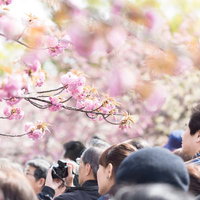 春の桜の花見に訪れた大勢の観光客と満開の桜の写真