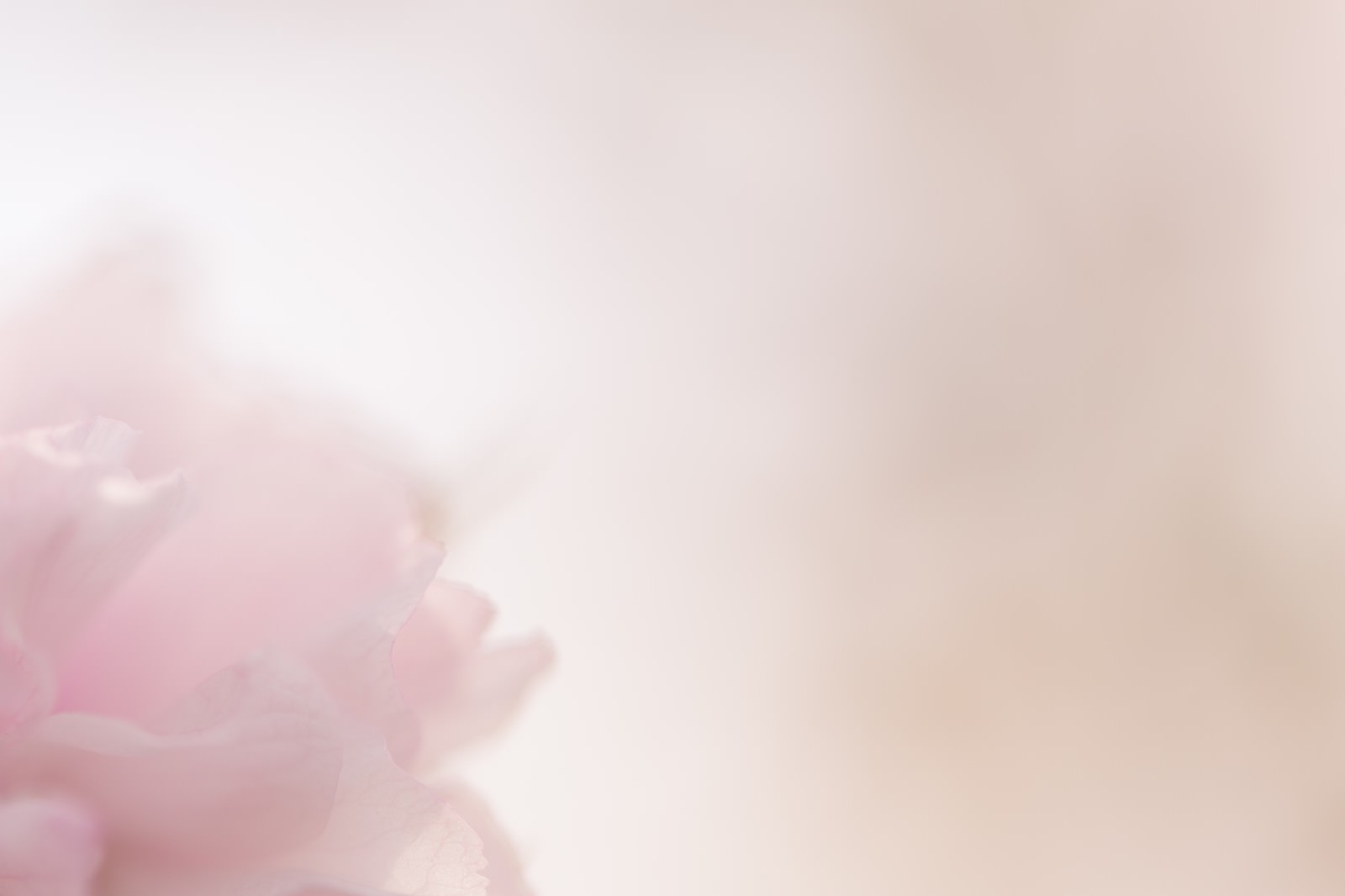 満開の桜の下で花見を楽しむ人々