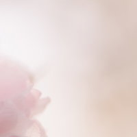 春の柔らかい光と桜を楽しむ花見客の写真