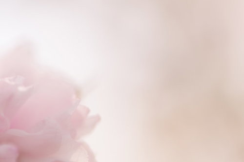 春の柔らかい光と桜を楽しむ花見客