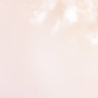 春の息吹、ボケの柔らかな花、淡いピンク色に染まる枝全体の写真