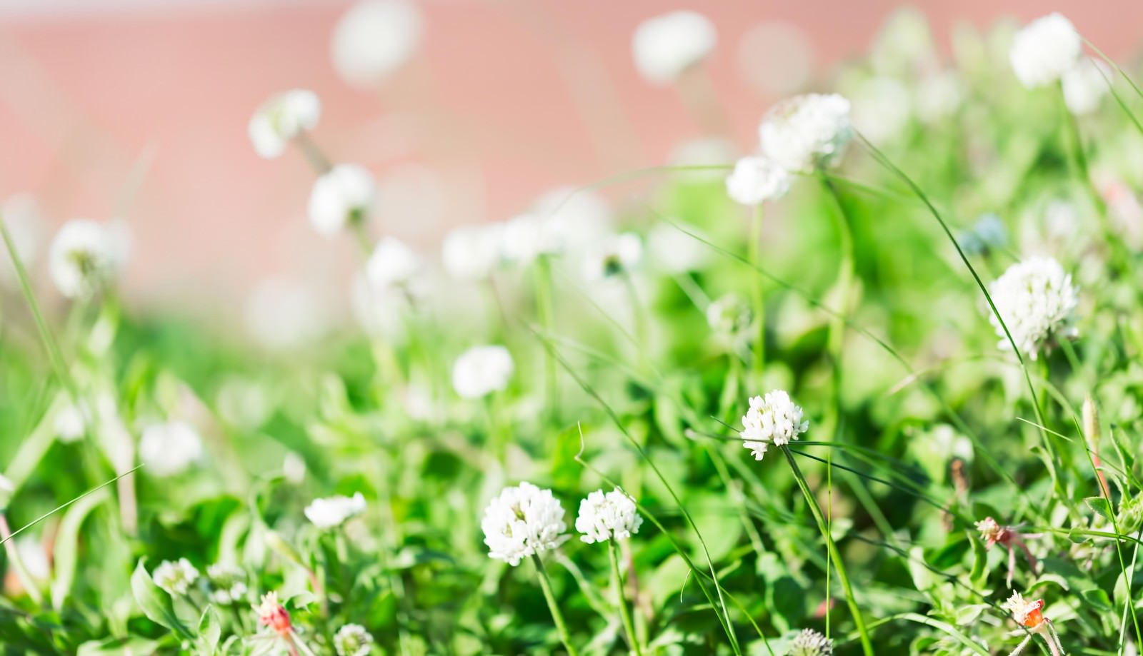 緑の草の中に群生するシロツメクサの白い小花。低い視点で撮影された春の野草風景