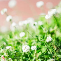 シロツメクサの花言葉は「復讐」の写真