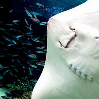 お化けのようなエイの裏側の写真