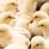 群れをなすひよこたちの集団、黄色い雛鳥の養鶏農業の写真